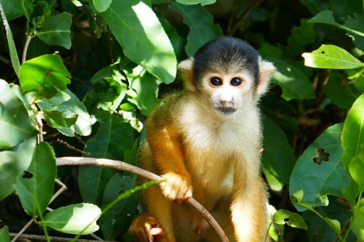 Monkeyland Adventures