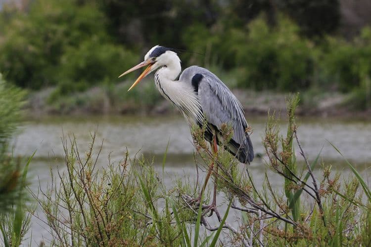Magnificent Camargue