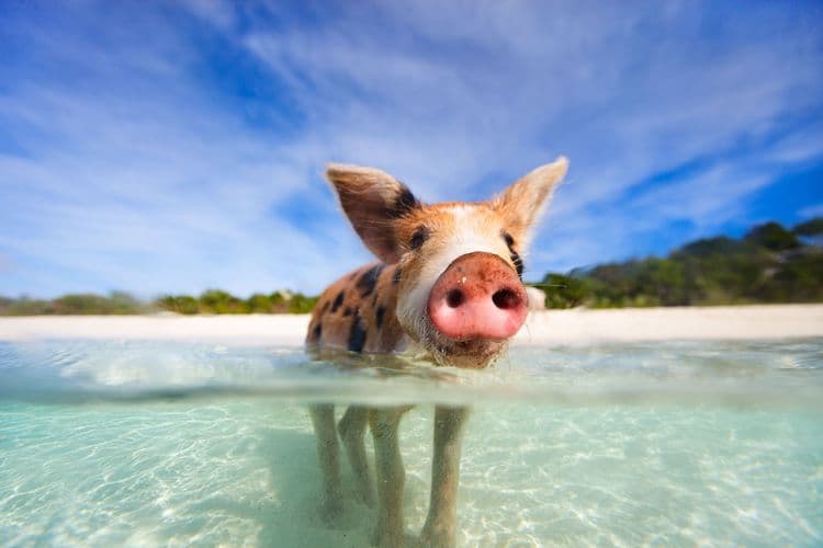 Swim with the Pigs