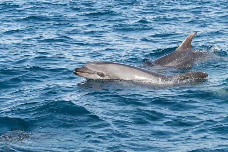 Cruise The Rock & Dolphin Watch