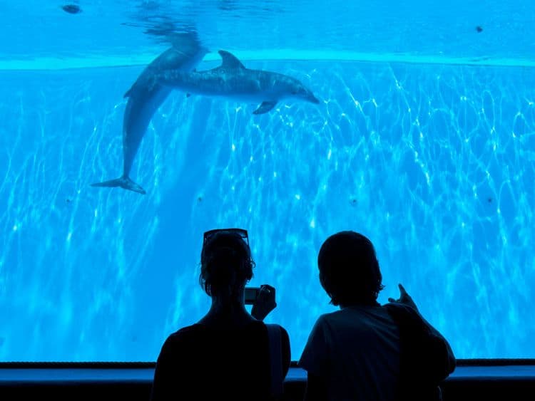 SeaWorld Express Service