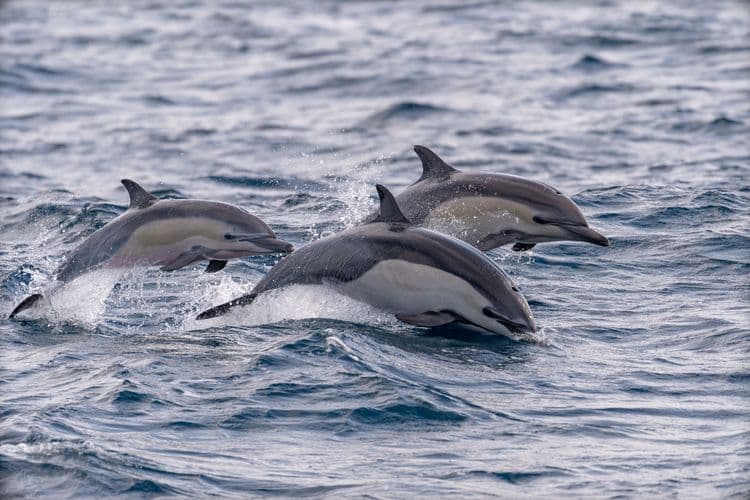 Coastal Wild Dolphin Adventure