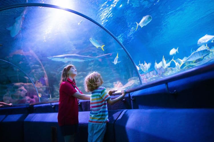Combo Adventure: Seal Safari & Ocean Wonders