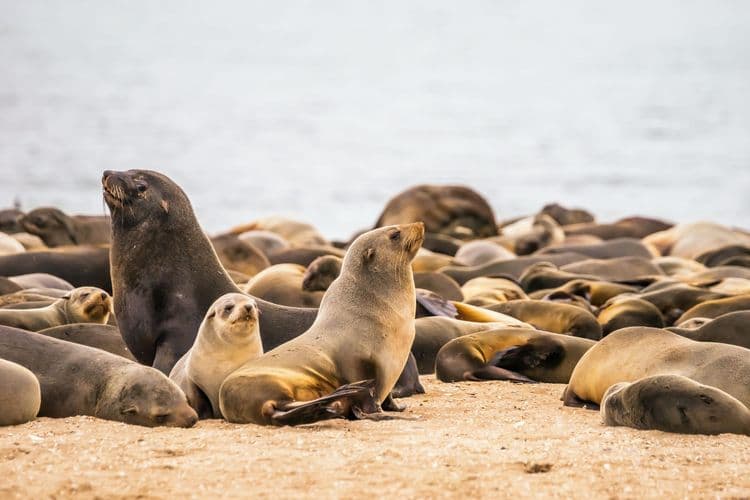 Seal Safari - Cruising to Seal Rock Small Group