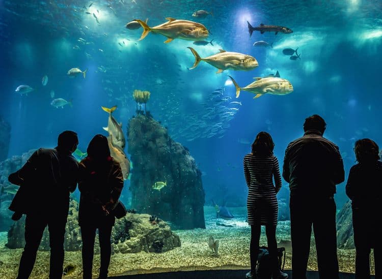 On Your Own: Ocean Wonders Immersive Experience