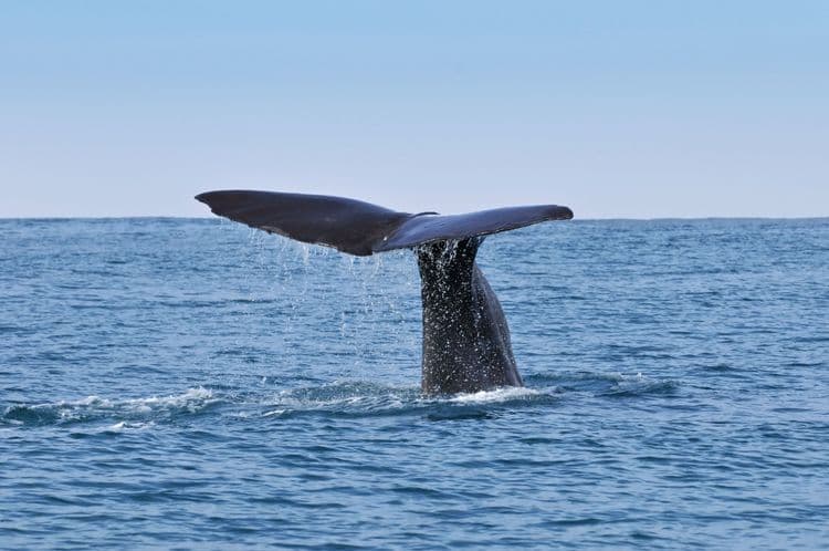 Whale & Dolphin Watching Scenic Cruise