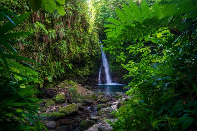 Easy Dominica Rainforest, Waterfalls & Botanical Gardens