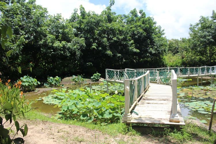 Mayan Ruins & Spice Farm