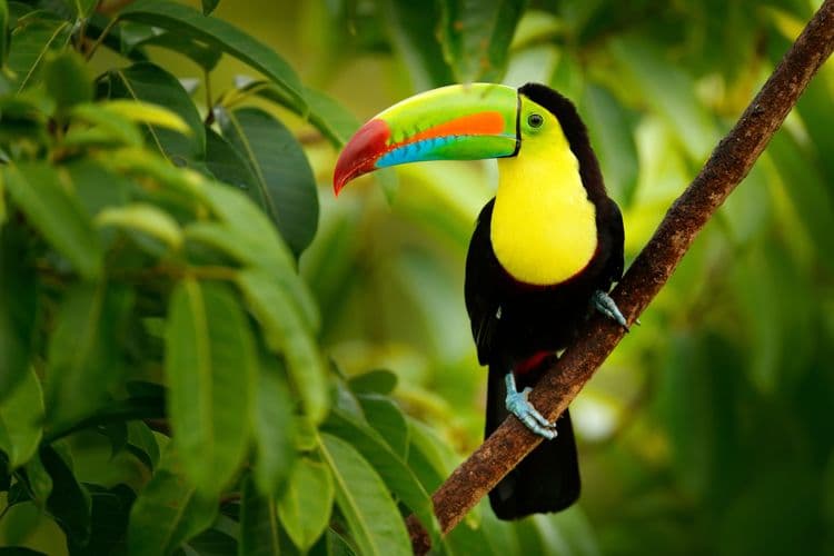 Monkey River Eco Tour