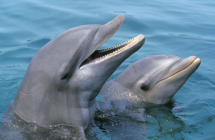 Dolphin Encounter