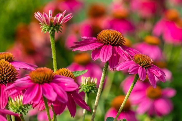 Memphis Botanic Garden