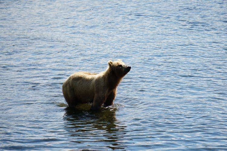 Alaska Bear Adventure By Floatplane