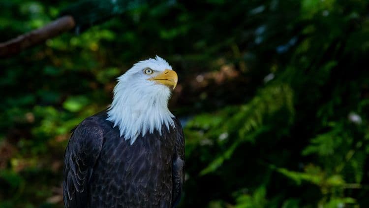 Raptor Center and Historic Park