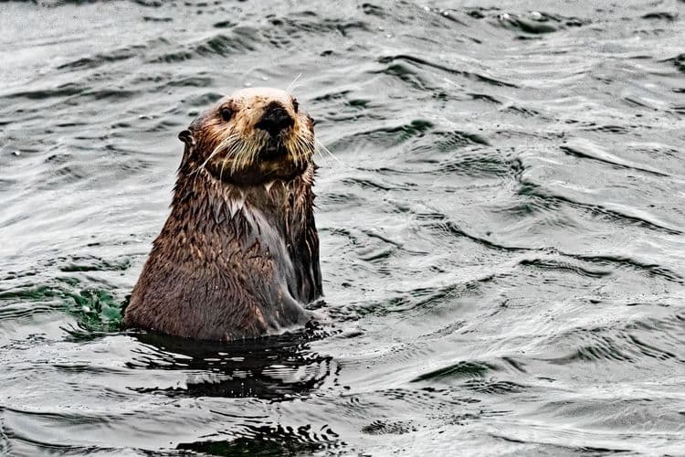 Sea Otter and Wildlife Quest