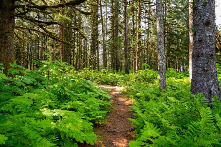 Sitka Cycling and Forest Walk
