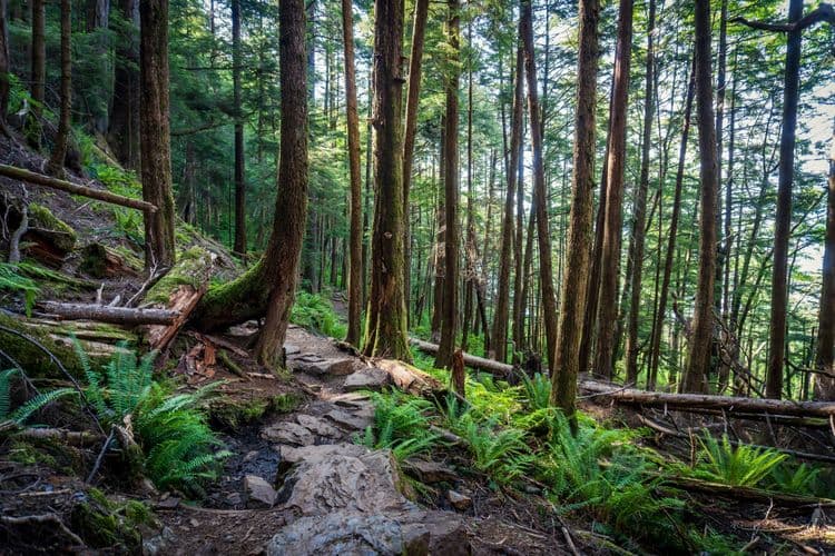 Tongass Rainforest Nature Hike