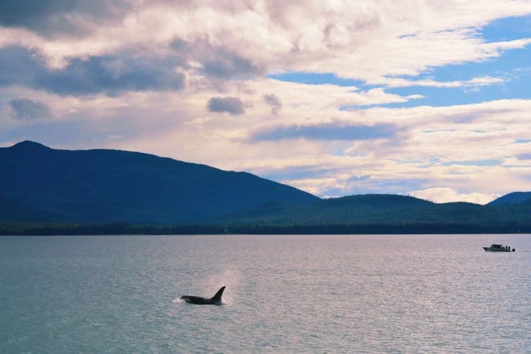 Whale Watching & Wildlife Quest
