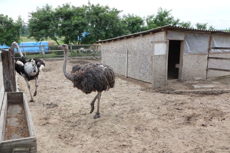 Aruba Sightseeing & Ostrich Farm