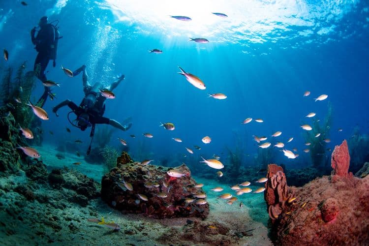 Snorkel At Marine Park