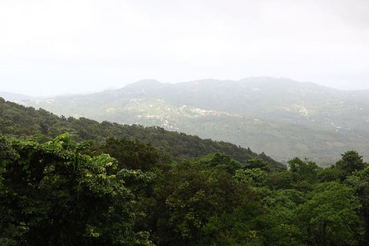 The Tree Top Adventure