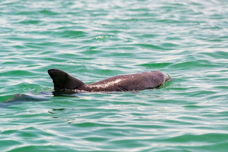 Dolphin Encounter
