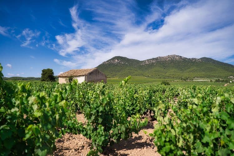 The Bullas Wine Route