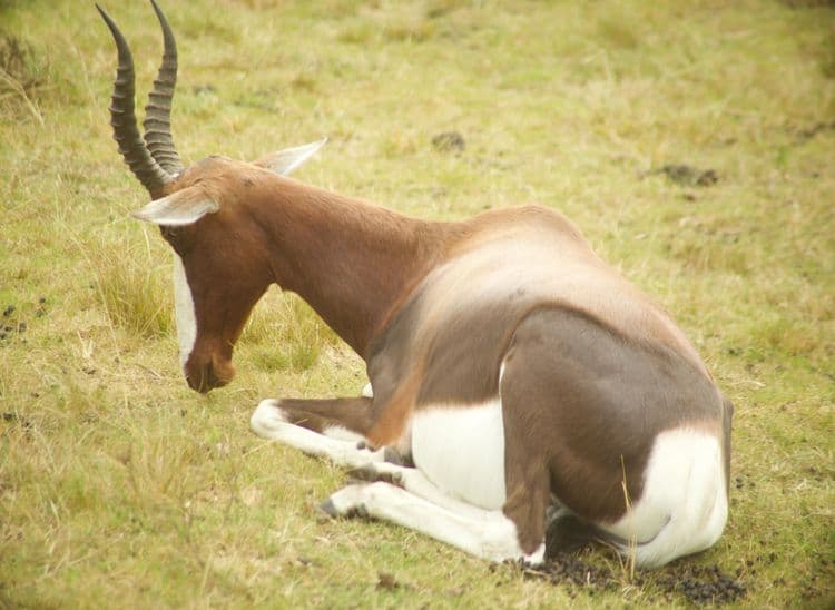 Botlierskop Private Game Reserve