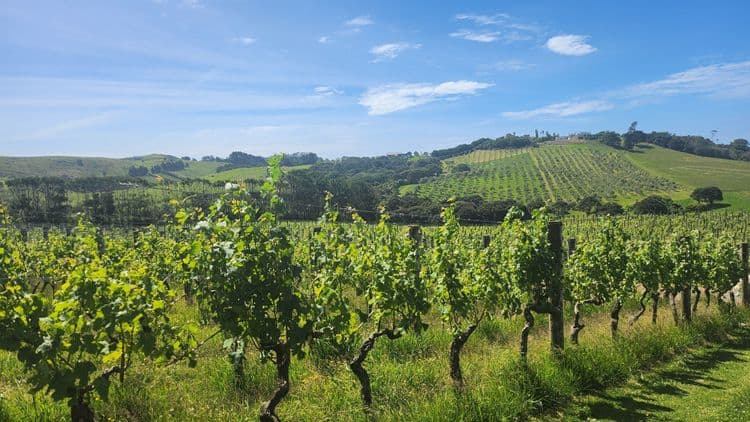 Waiheke Island Wineries