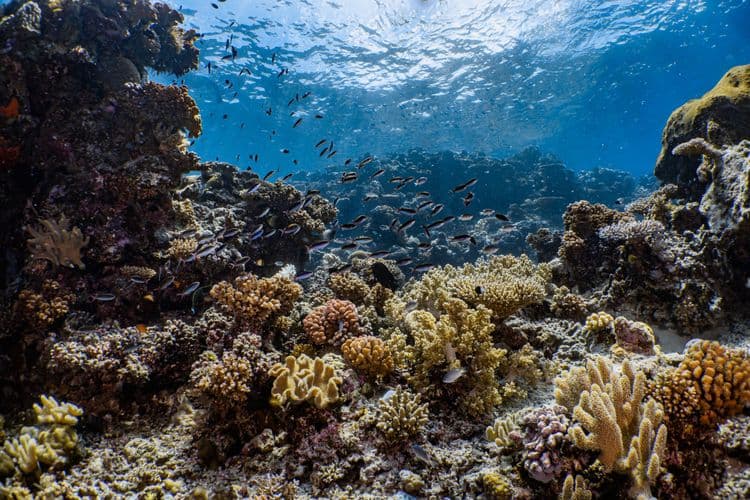 Great Barrier Reef Adventure