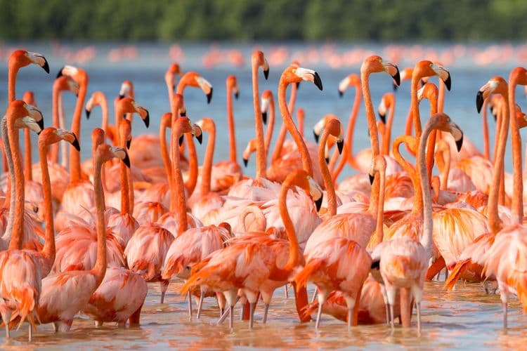Celestun Flamingo Expedition & Seaside Retreat