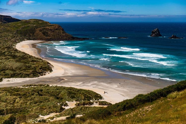 Dunedin Peninsula - Wildlife & Larnach Castle