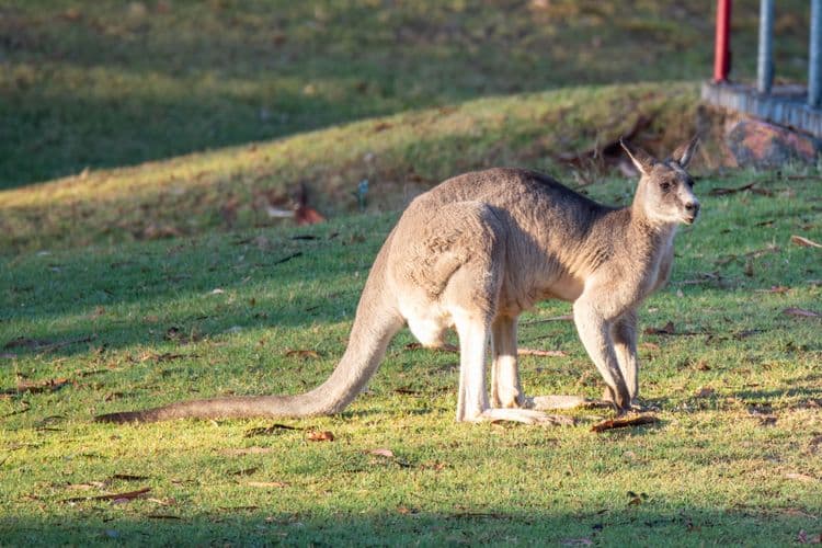 Tea & Kangaroos