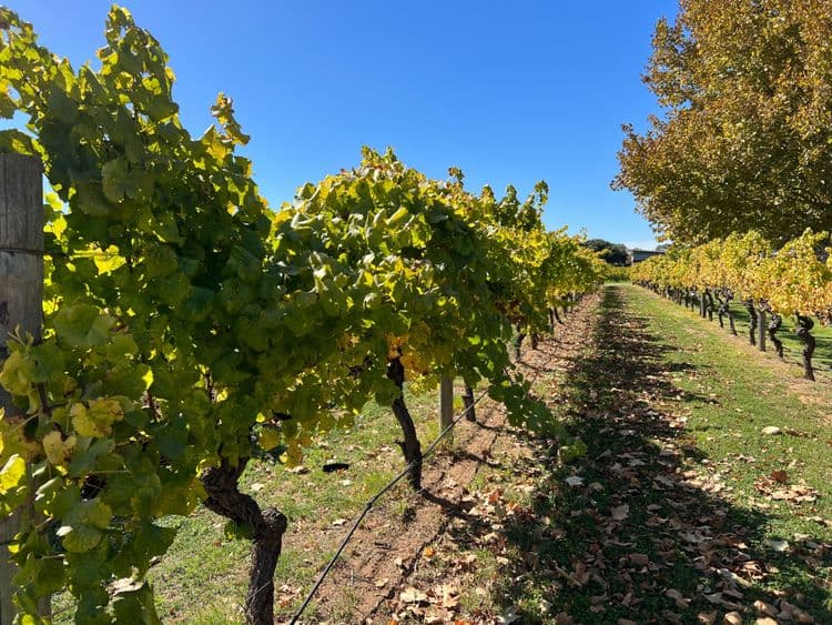 Swan Valley Food & Wine Trail