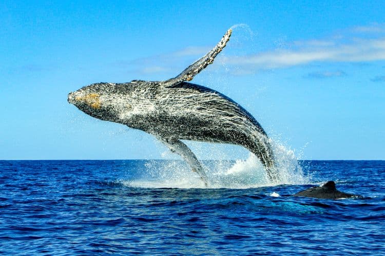 Whale Watching