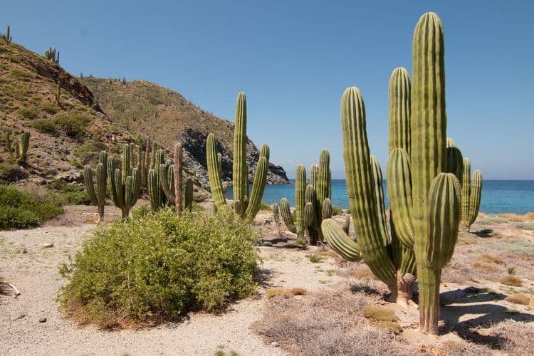 Best Of Cabo San Lucas