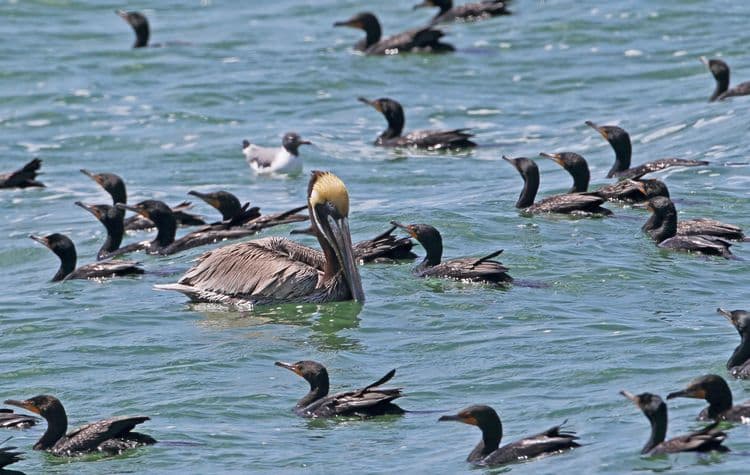 Estuary Cruise & Tropical Birds