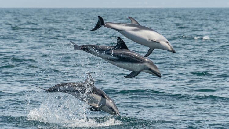Dolphins & Sea Lions Oh My!