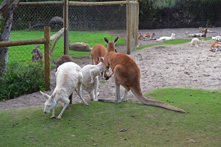 Caversham Wildlife Park & River Cruise