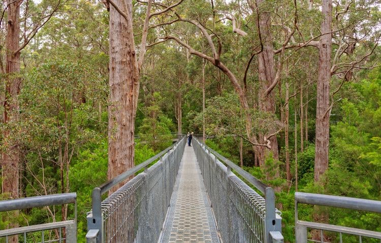 Valley Of The Giants Treetop Walk