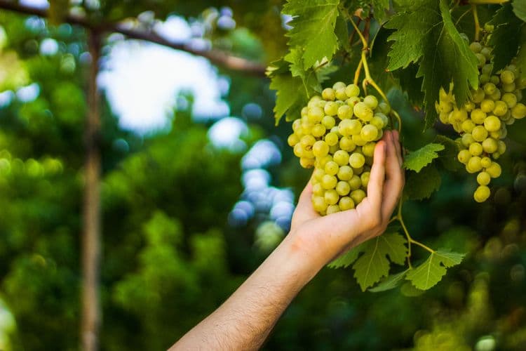 The Wine From Ancient Times