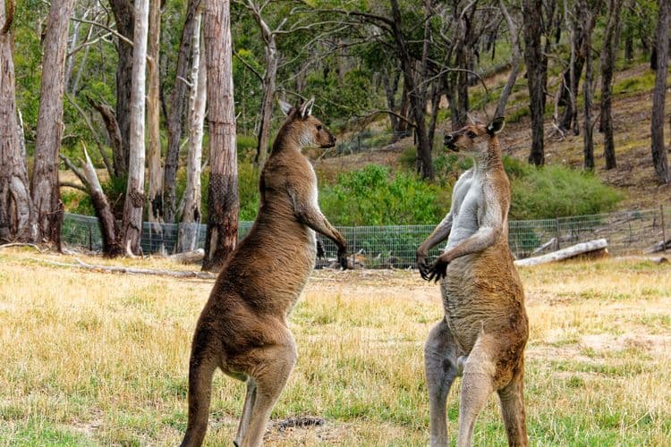 Best Of Adelaide