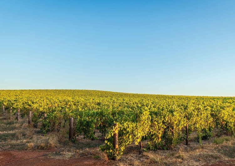 Barossa Valley & Wine Tasting