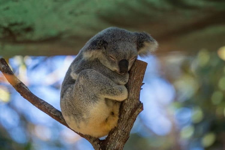 City Drive & Cleland Wildlife Park