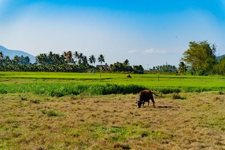Nha Trang's Rural Life