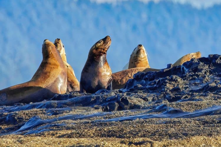 Blue Lagoon Island Sea Lion Encounter