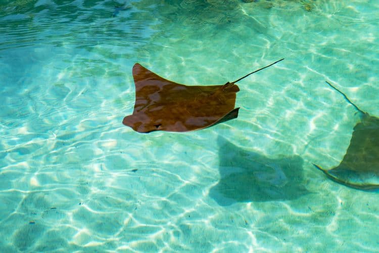 Blue Lagoon Island Program "observer"
