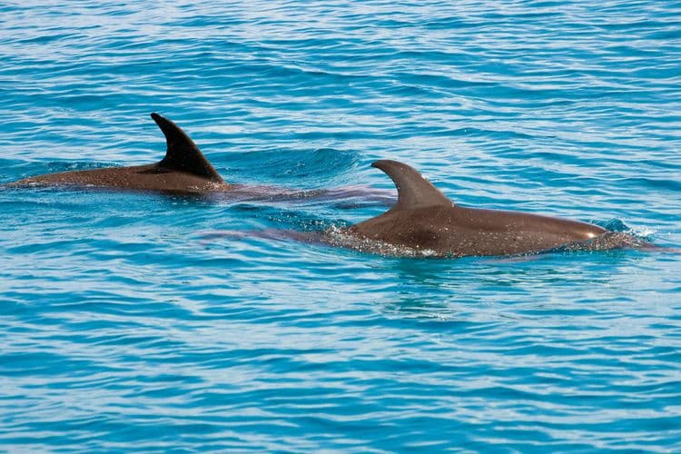 Blue Lagoon Island Dolphin Encounter