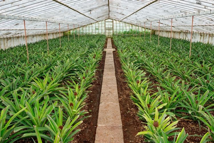 Sustainable Pineapple & Cosmetics