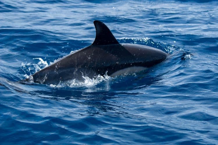 Whale & Dolphin Safari