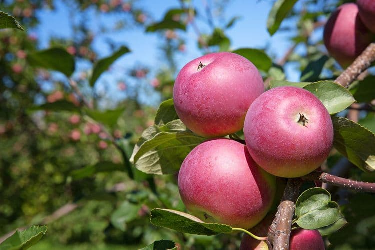 Iles of Orleans Food Tour